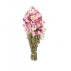 ACROCLINIUM Pink 18"